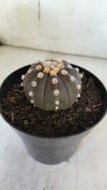 ASTROPHYTUM ASTERIAS “Purple”  Nº 853 – vaso 15 - Imagem 7