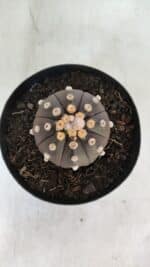 ASTROPHYTUM ASTERIAS “Purple”  Nº 853 – vaso 15 - Imagem 3