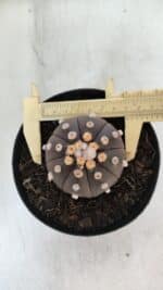 ASTROPHYTUM ASTERIAS “Purple”  Nº 853 – vaso 15 - Imagem 5