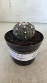 ASTROPHYTUM ASTERIAS “Purple”  Nº 854 – vaso 09 - Imagem 2