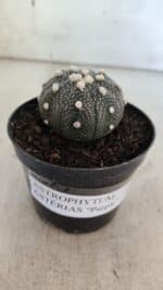 ASTROPHYTUM ASTERIAS “Purple”  Nº 854 – vaso 09 - Imagem 9