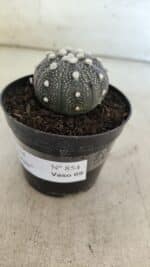 ASTROPHYTUM ASTERIAS “Purple”  Nº 854 – vaso 09 - Imagem 8