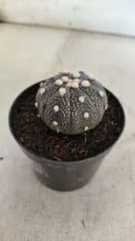 ASTROPHYTUM ASTERIAS “Purple”  Nº 854 – vaso 09 - Imagem 7