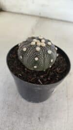 ASTROPHYTUM ASTERIAS “Purple”  Nº 854 – vaso 09 - Imagem 6