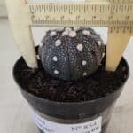 ASTROPHYTUM ASTERIAS “Purple”  Nº 854 – vaso 09