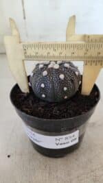 ASTROPHYTUM ASTERIAS “Purple”  Nº 854 – vaso 09