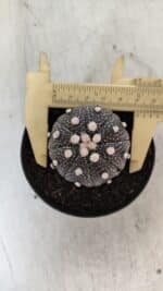 ASTROPHYTUM ASTERIAS “Purple”  Nº 854 – vaso 09 - Imagem 5