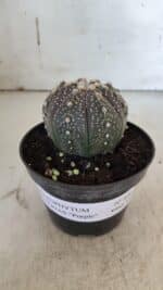 ASTROPHYTUM ASTERIAS “Purple”  Nº 860 – vaso 11 - Imagem 2