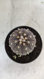 ASTROPHYTUM ASTERIAS “Purple”  Nº 860 – vaso 11 - Imagem 3