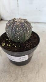ASTROPHYTUM ASTERIAS “Purple”  Nº 860 – vaso 11 - Imagem 8