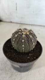 ASTROPHYTUM ASTERIAS “Purple”  Nº 860 – vaso 11 - Imagem 7