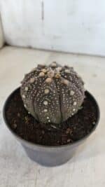ASTROPHYTUM ASTERIAS “Purple”  Nº 860 – vaso 11 - Imagem 10