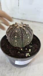 ASTROPHYTUM ASTERIAS “Purple”  Nº 860 – vaso 11 - Imagem 9