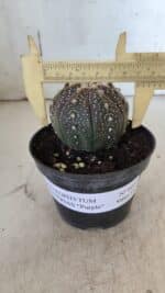 ASTROPHYTUM ASTERIAS “Purple”  Nº 860 – vaso 11