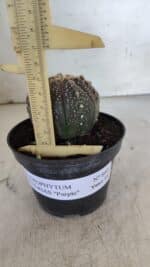 ASTROPHYTUM ASTERIAS “Purple”  Nº 860 – vaso 11 - Imagem 6