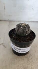 ASTROPHYTUM ASTERIAS “Purple”  Nº 861 – vaso 09 - Imagem 2