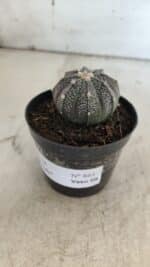ASTROPHYTUM ASTERIAS “Purple”  Nº 861 – vaso 09 - Imagem 10