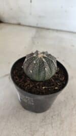 ASTROPHYTUM ASTERIAS “Purple”  Nº 861 – vaso 09 - Imagem 7