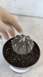 ASTROPHYTUM ASTERIAS “Purple”  Nº 861 – vaso 09 - Imagem 8