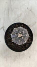 ASTROPHYTUM ASTERIAS “Purple”  Nº 861 – vaso 09 - Imagem 3