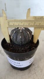 ASTROPHYTUM ASTERIAS “Purple”  Nº 861 – vaso 09 - Imagem 4