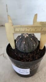 ASTROPHYTUM ASTERIAS “Purple”  Nº 861 – vaso 09 - Imagem 6