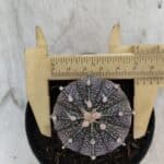 ASTROPHYTUM ASTERIAS “Purple”  Nº 861 – vaso 09