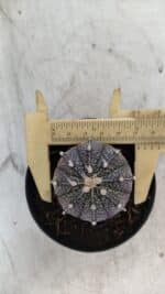 ASTROPHYTUM ASTERIAS “Purple”  Nº 861 – vaso 09