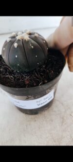 ASTROPHYTUM ASTERIAS “Purple”  Nº 862 – vaso 09 - Imagem 7