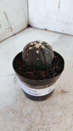 ASTROPHYTUM ASTERIAS “Purple”  Nº 862 – vaso 09 - Imagem 9