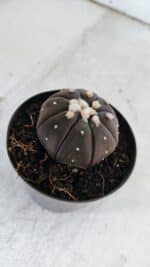 ASTROPHYTUM ASTERIAS “Purple”  Nº 862 – vaso 09 - Imagem 6