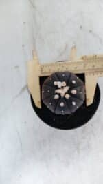 ASTROPHYTUM ASTERIAS “Purple”  Nº 862 – vaso 09 - Imagem 5