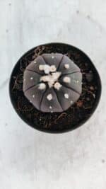 ASTROPHYTUM ASTERIAS “Purple”  Nº 862 – vaso 09 - Imagem 3