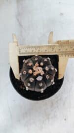 ASTROPHYTUM ASTERIAS “Purple”  Nº 863 – vaso 11 - Imagem 5