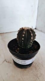 ASTROPHYTUM ASTERIAS “Purple”  Nº 863 – vaso 11 - Imagem 11