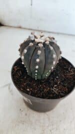 ASTROPHYTUM ASTERIAS “Purple”  Nº 863 – vaso 11 - Imagem 10