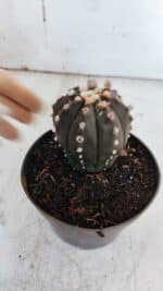 ASTROPHYTUM ASTERIAS “Purple”  Nº 863 – vaso 11 - Imagem 9
