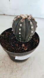 ASTROPHYTUM ASTERIAS “Purple”  Nº 863 – vaso 11 - Imagem 8