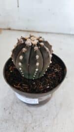ASTROPHYTUM ASTERIAS “Purple”  Nº 863 – vaso 11 - Imagem 7