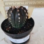 ASTROPHYTUM ASTERIAS “Purple”  Nº 863 – vaso 11