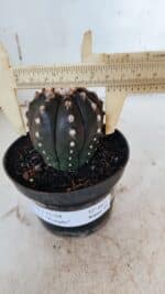 ASTROPHYTUM ASTERIAS “Purple”  Nº 863 – vaso 11