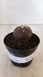 ASTROPHYTUM ASTERIAS “Purple”  Nº 864 (2) – vaso 09 - Imagem 2