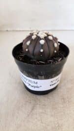 ASTROPHYTUM ASTERIAS “Purple”  Nº 864 – vaso 09 - Imagem 2