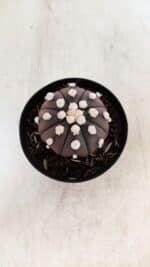 ASTROPHYTUM ASTERIAS “Purple”  Nº 864 – vaso 09 - Imagem 3