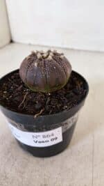 ASTROPHYTUM ASTERIAS “Purple”  Nº 864 (2) – vaso 09 - Imagem 9