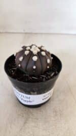 ASTROPHYTUM ASTERIAS “Purple”  Nº 864 – vaso 09 - Imagem 9