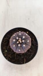 ASTROPHYTUM ASTERIAS “Purple”  Nº 864 (2) – vaso 09 - Imagem 3