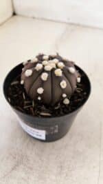 ASTROPHYTUM ASTERIAS “Purple”  Nº 864 – vaso 09 - Imagem 8