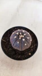 ASTROPHYTUM ASTERIAS “Purple”  Nº 864 (2) – vaso 09 - Imagem 8