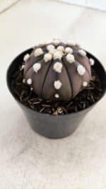 ASTROPHYTUM ASTERIAS “Purple”  Nº 864 – vaso 09 - Imagem 7